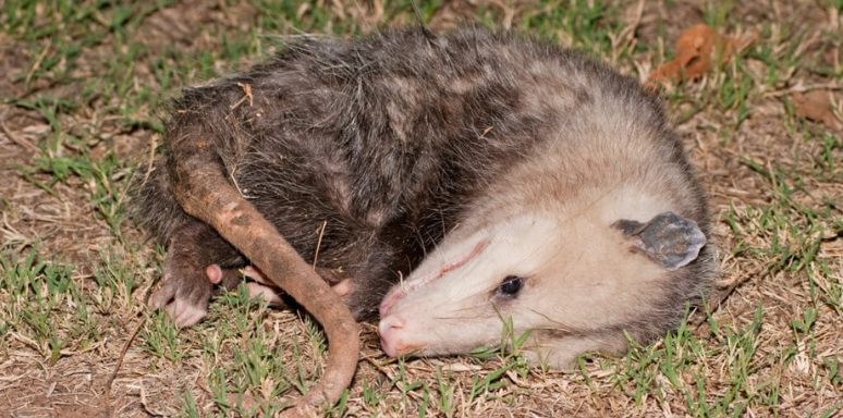 Dead Possum Removal